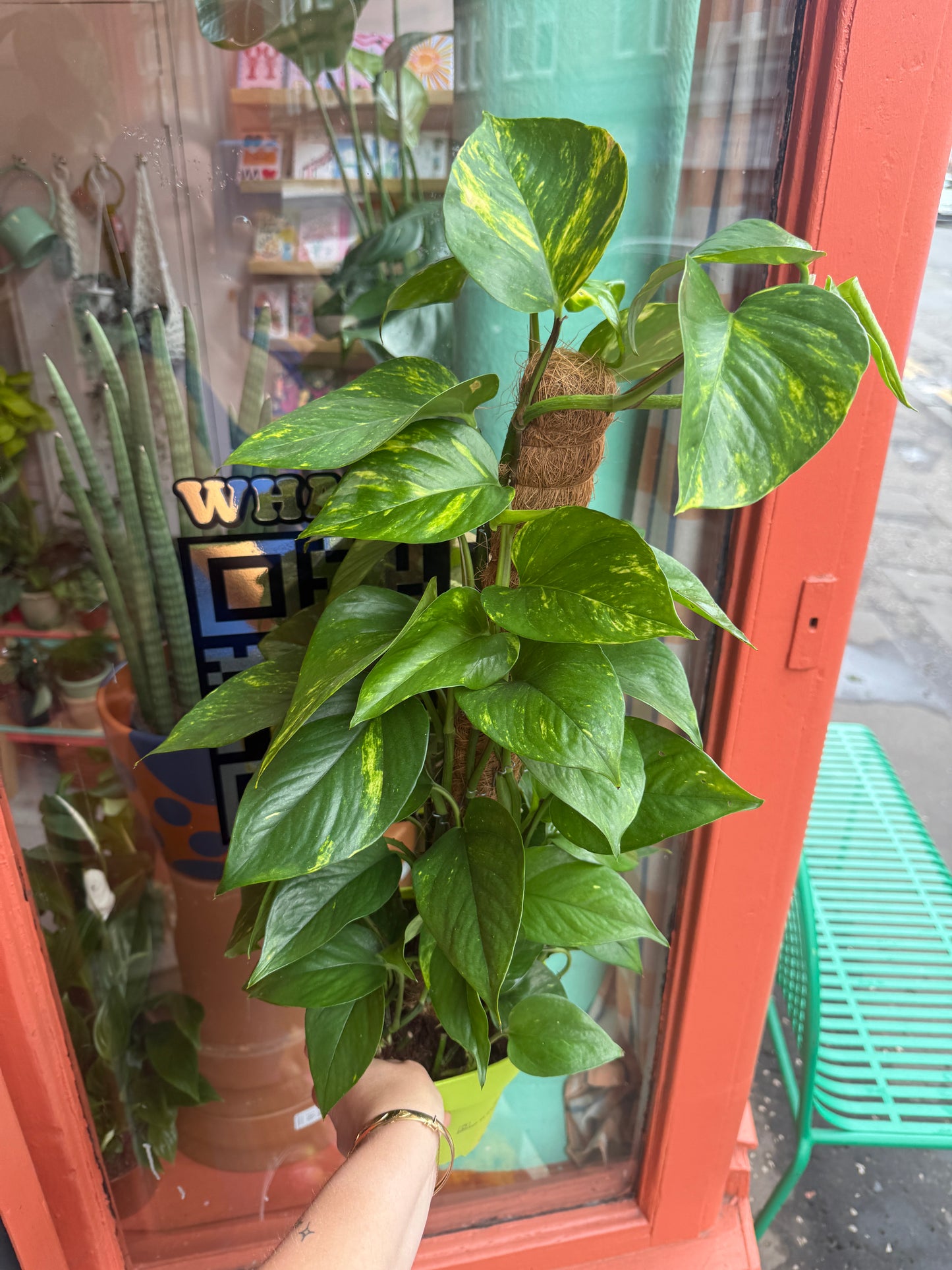 Golden Pothos