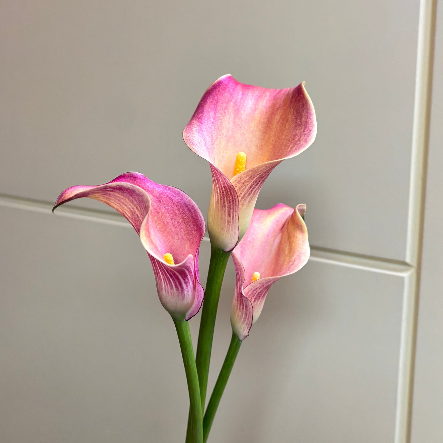 Pink calla lilies held against a tiled wall