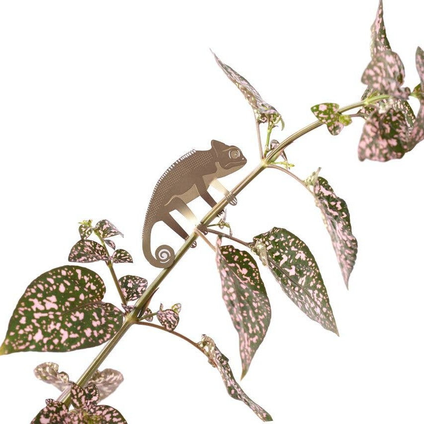 Plant Animal - Chameleon