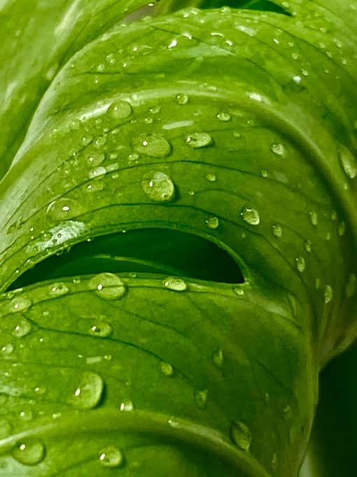 Liquid Gold Leaf Plant Food - Photo+