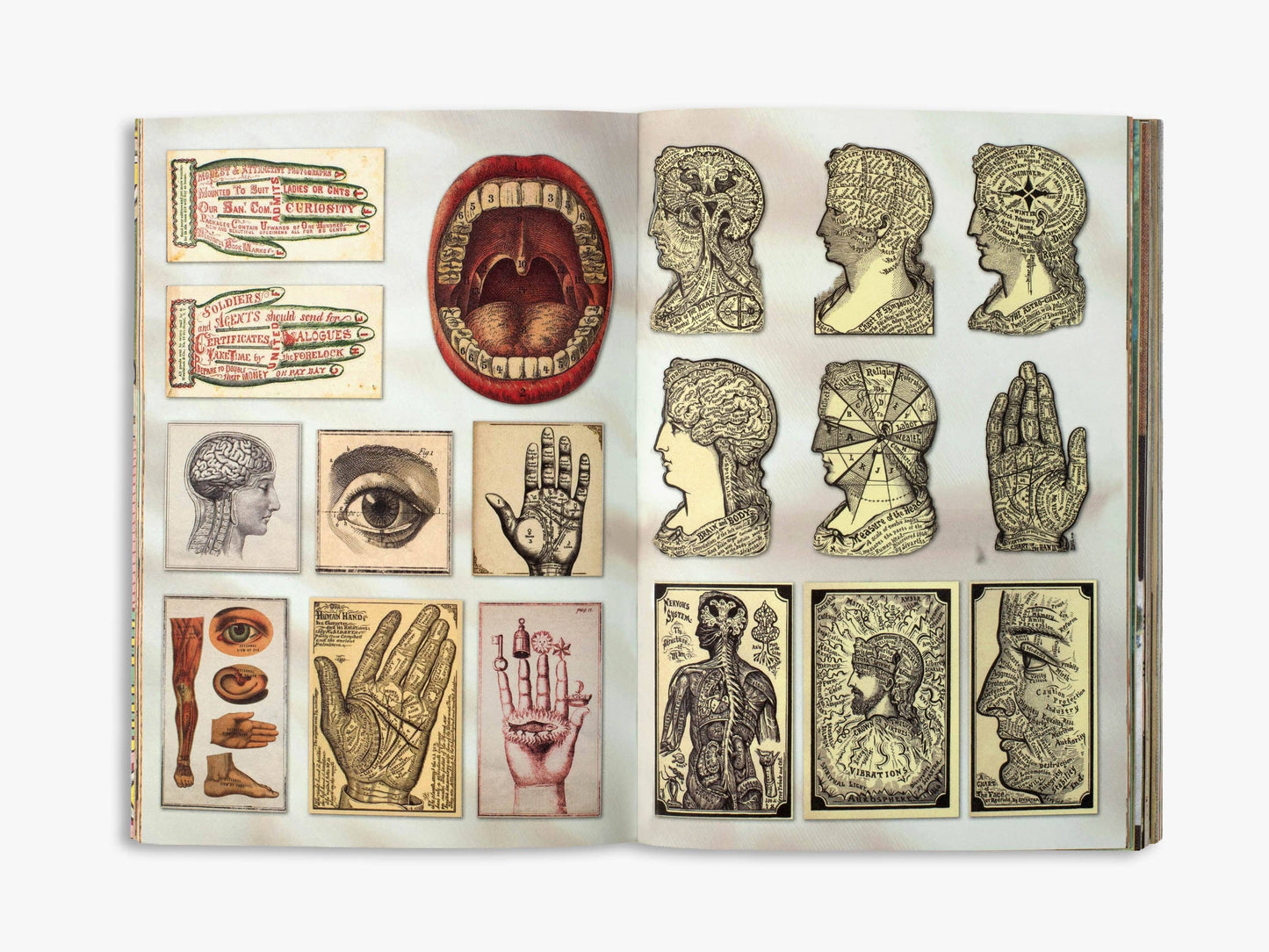 The Curious Collections Sticker Book