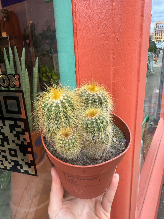 Cactus