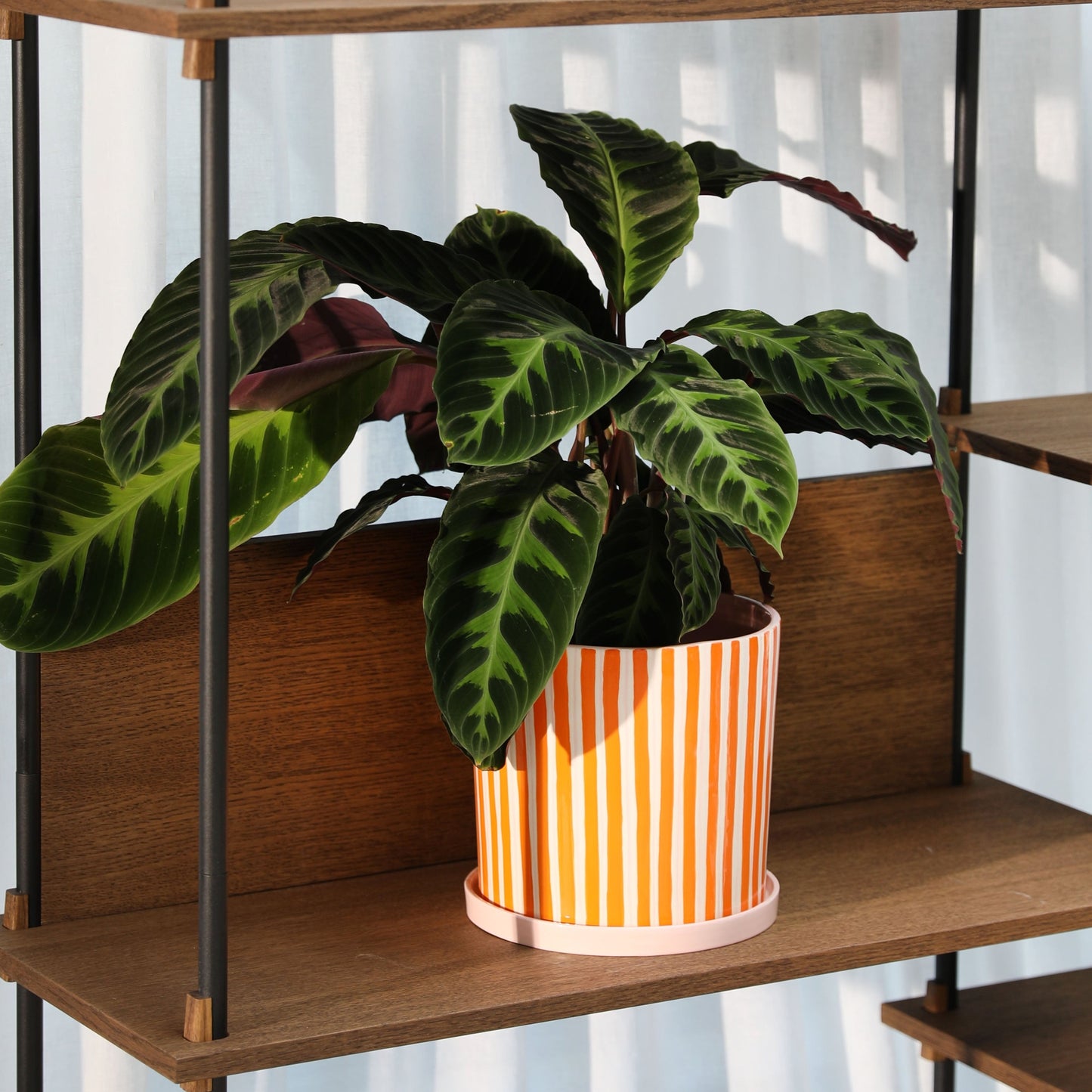 Clash Ray Planter with Saucer - orange pink