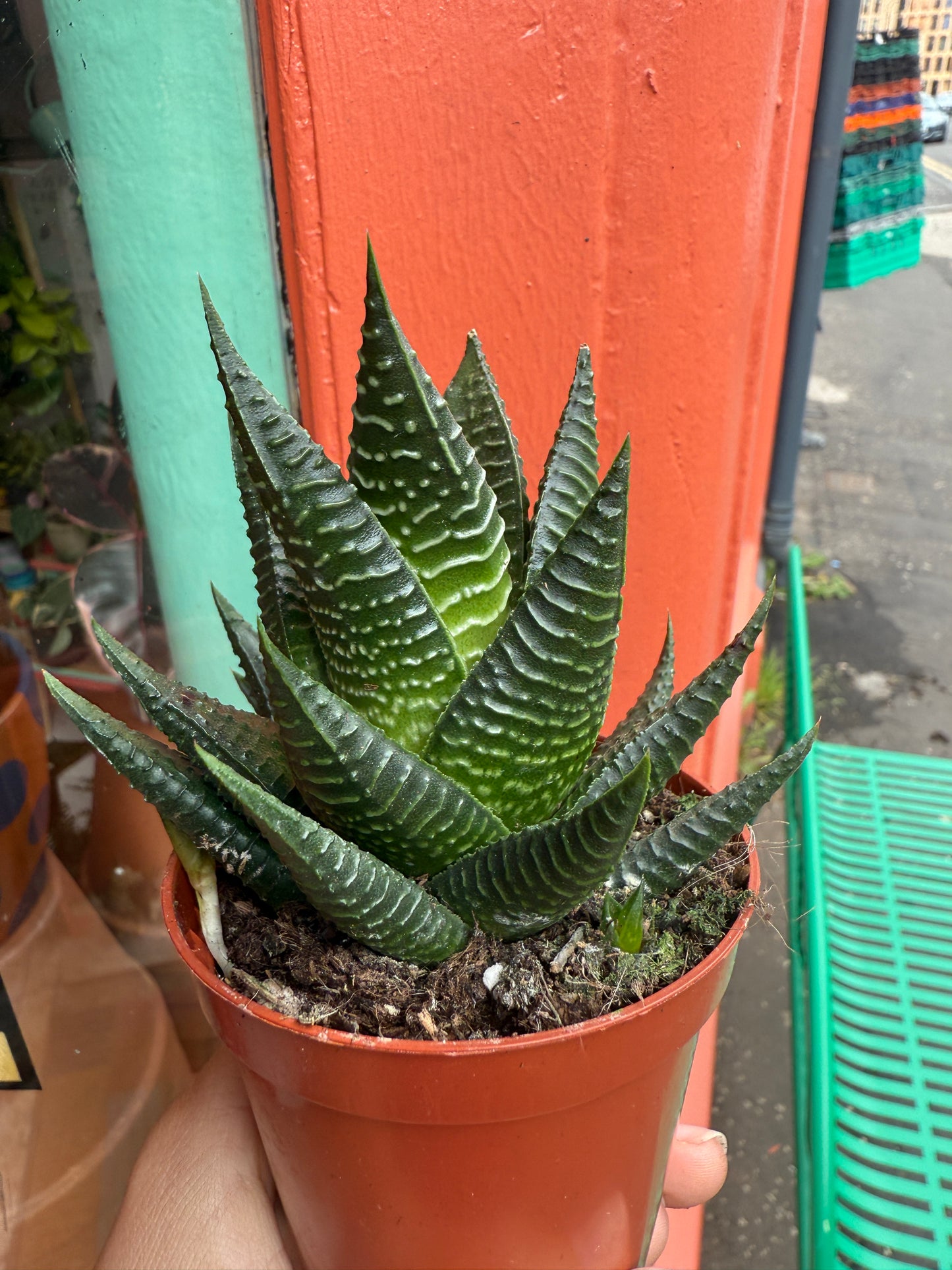 Fasciated haworthia