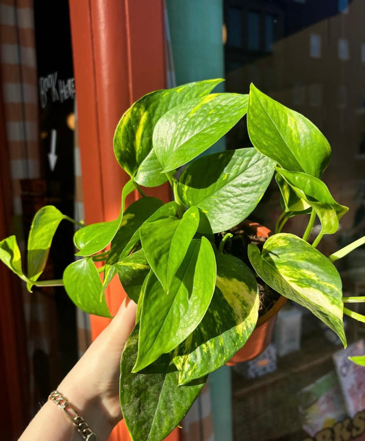 Golden Pothos