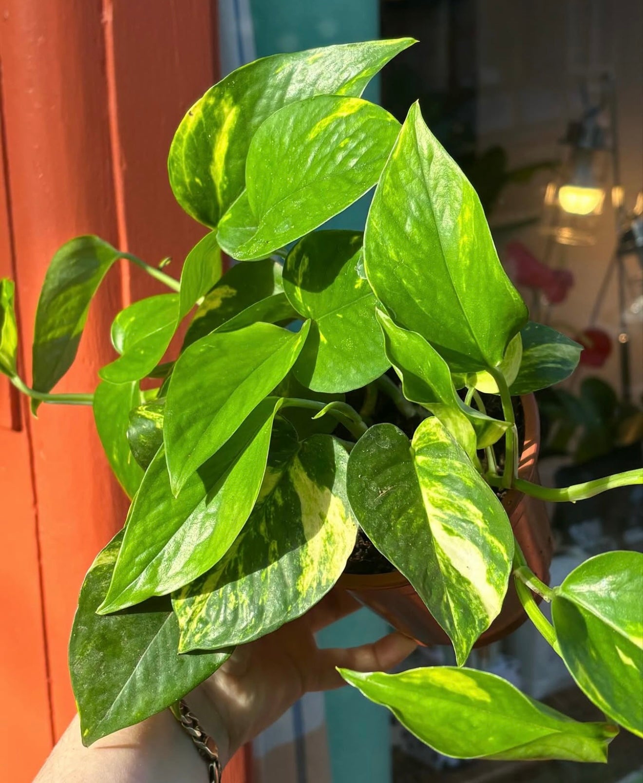 Golden Pothos