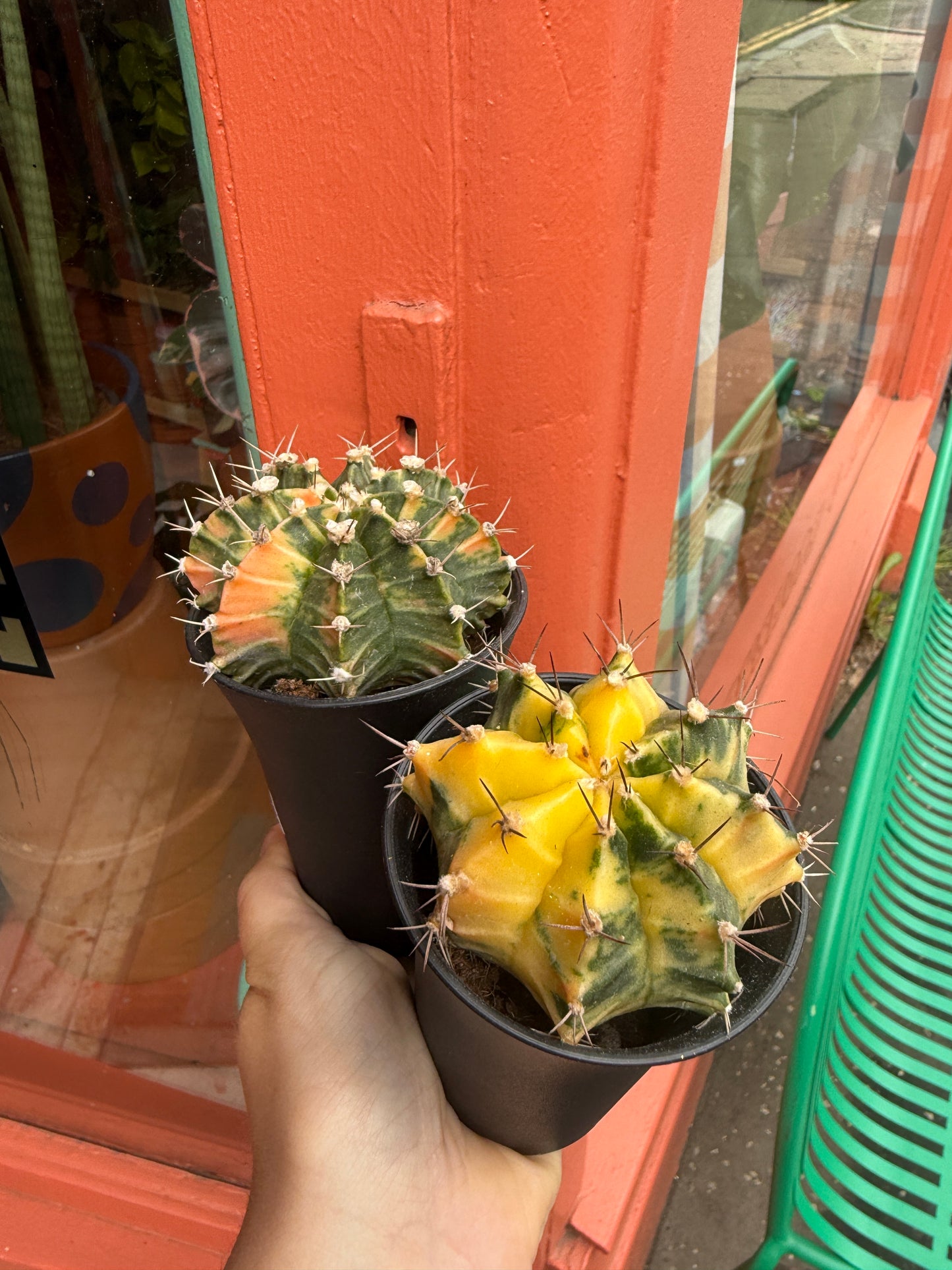 Gymnocalycium mihanovichii