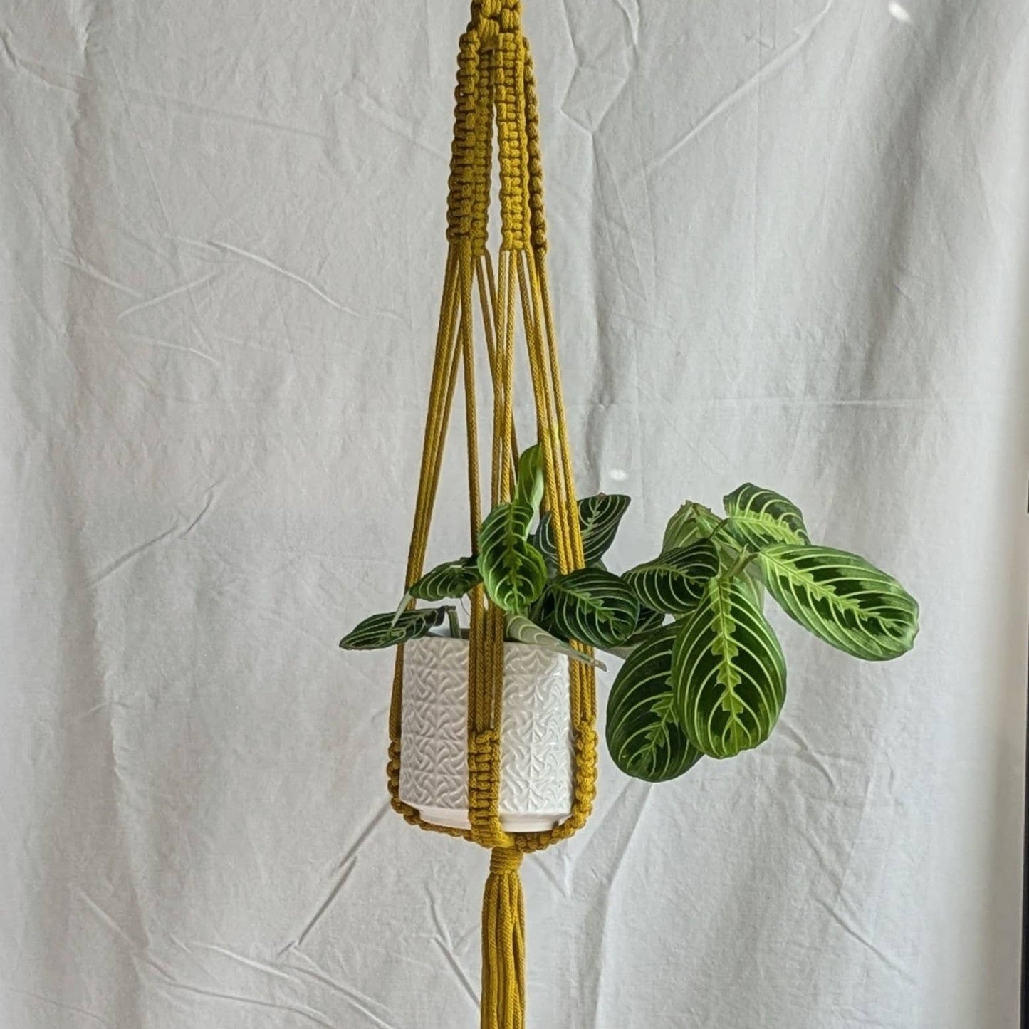 Large Macrame Plant Hanger | Eco Friendly | Recycled Cotton: Yellow
