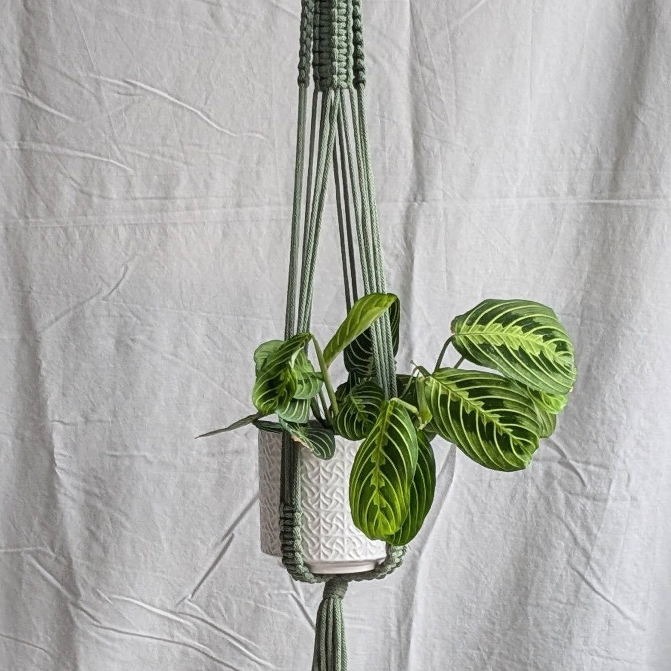Large Macrame Plant Hanger | Eco Friendly | Recycled Cotton: Yellow