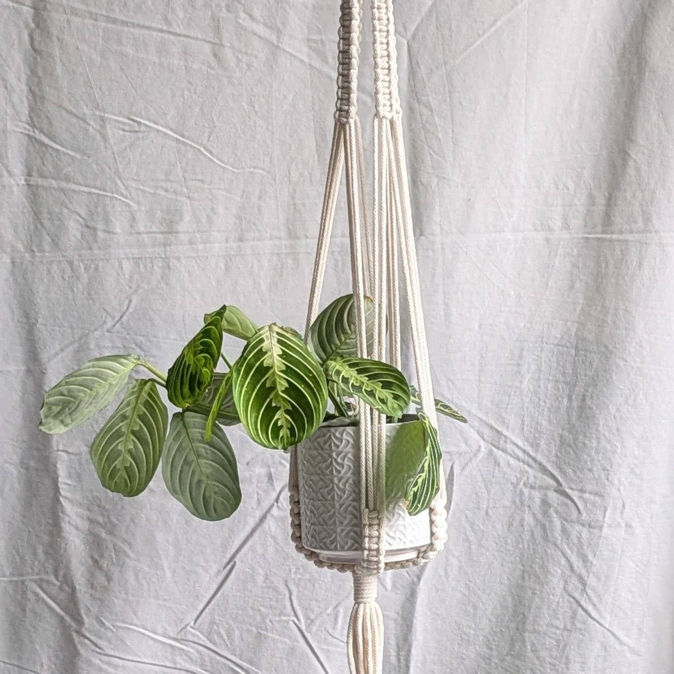 Large Macrame Plant Hanger | Eco Friendly | Recycled Cotton: Yellow