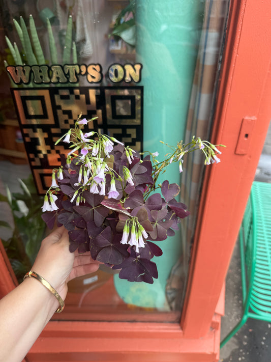 Oxtails Triangularis