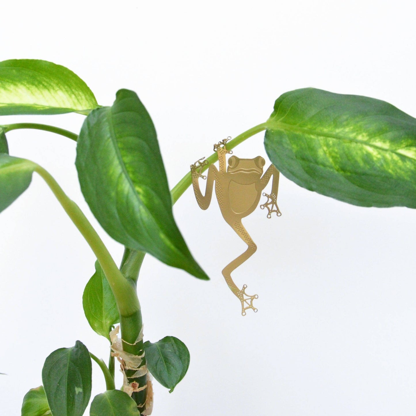 Plant Animal - Tree Frog, unique house plant gift