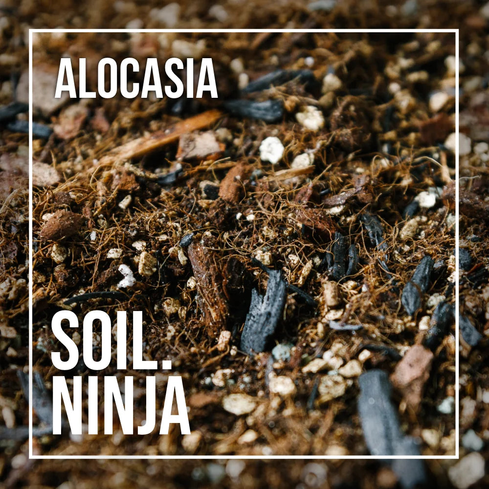Soil Ninja - Alocasia