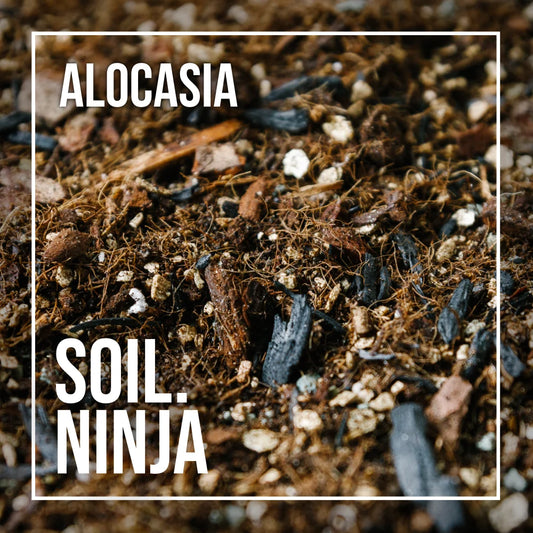 Soil Ninja - Alocasia