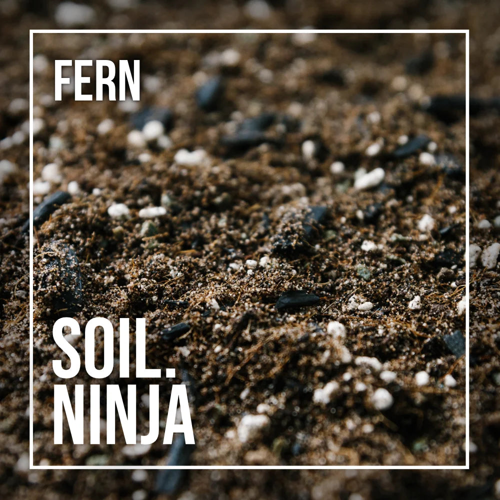 Soil Ninja - Fern