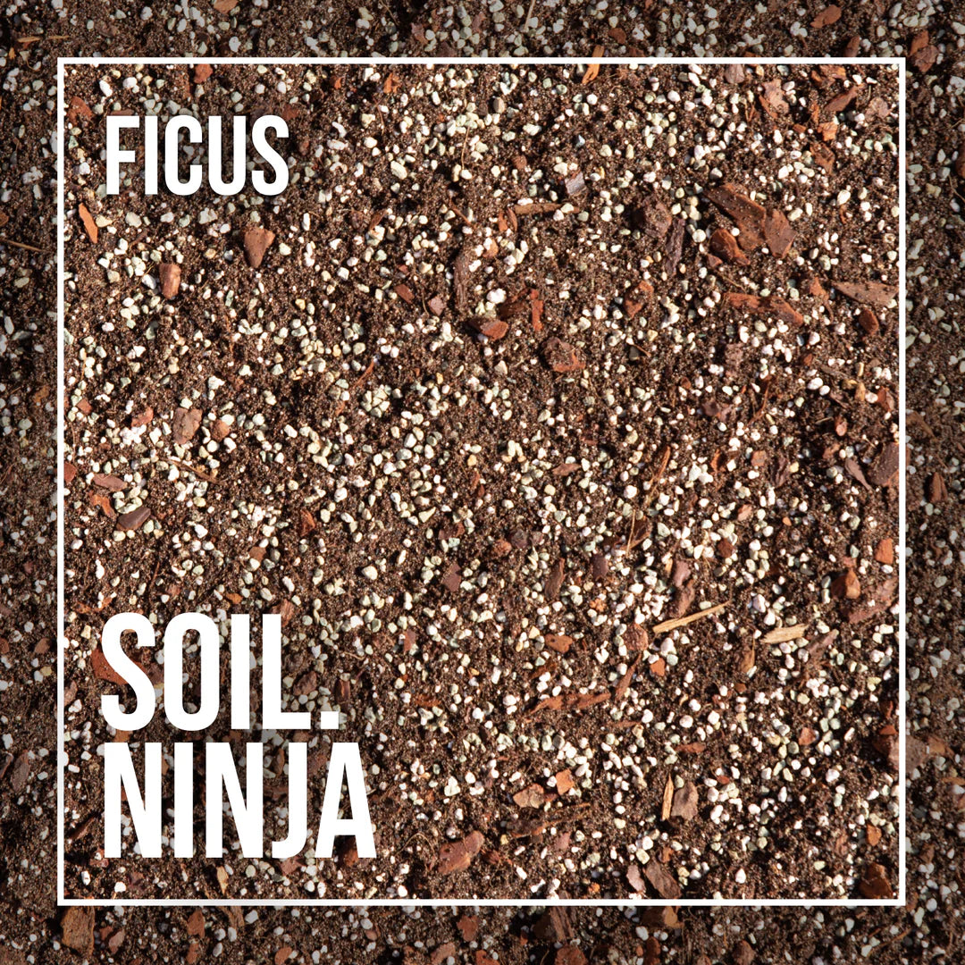 Soil Ninja - Ficus